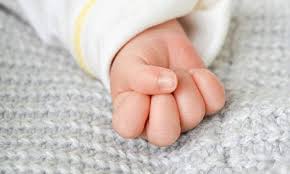 Stray dogs feed on newborn